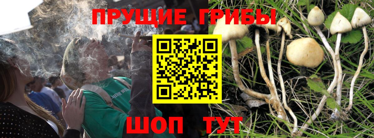 Галлюциногенные грибы MAGIC MUSHROOMS  продажа наркотиков  Тихвин  Вход с VPN 